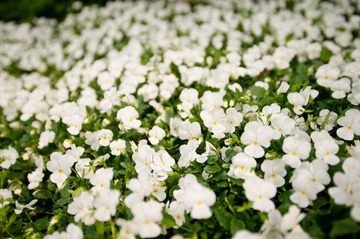 DSC_3135.JPG