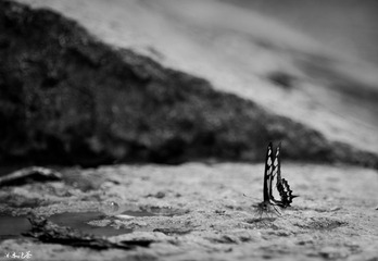 DSC_5956.jpg