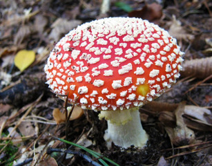 200891417392054286