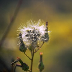 DSC_0468.jpg