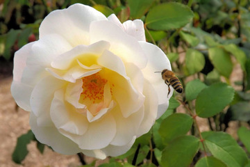https://cdn6-banquan.ituchong.com/weili/l/189517613847806125.jpg
