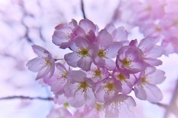 AF1_4084_edicarusps