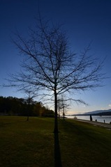 F13_1545_sm.JPG
