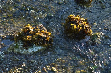 F13_1594_sm.JPG