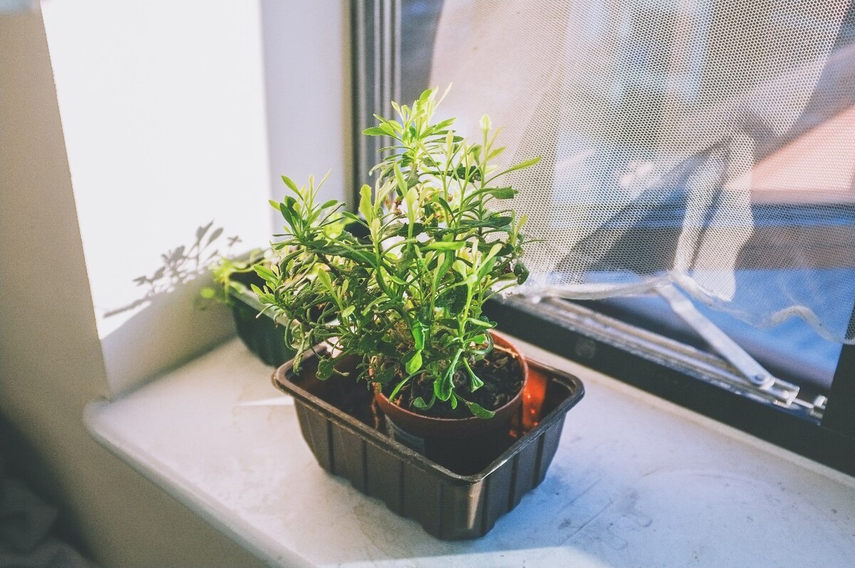 植物