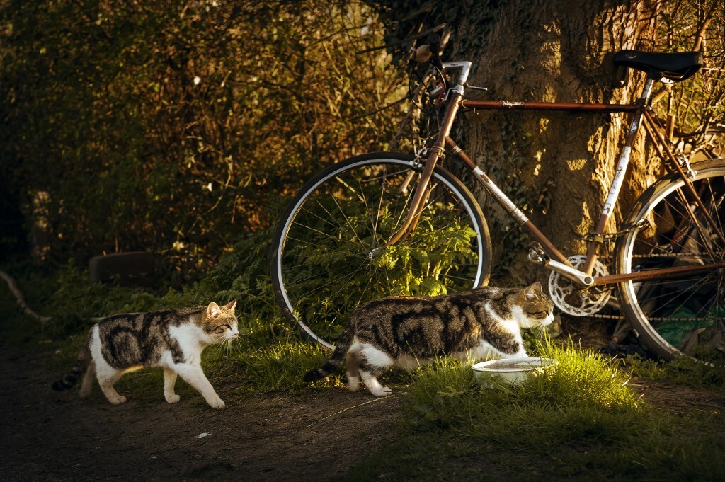 两只小猫...被灌木丛另一侧透过来的阳光吸引