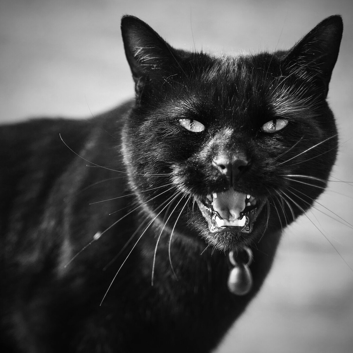 这真的是自拍。。。抓拍猫....从猫眼里拍到了自己~:P