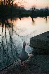 L1001316 - 