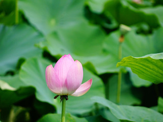 https://cdn6-banquan.ituchong.com/weili/l/189520268137595603.jpg