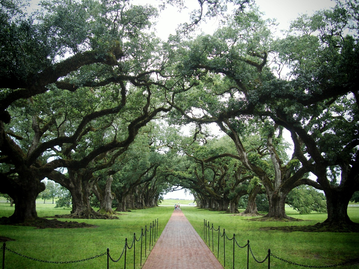 美国新奥尔良的橡树庄园