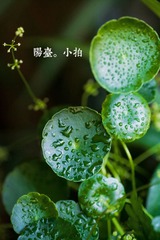 YY4N4088