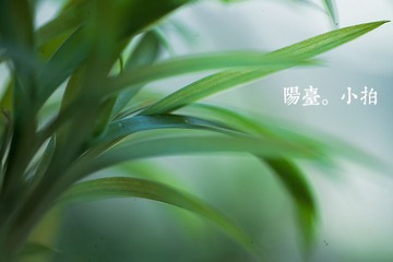 YY4N4117