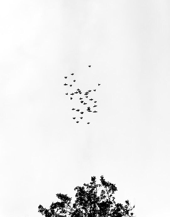 归巢<br />
