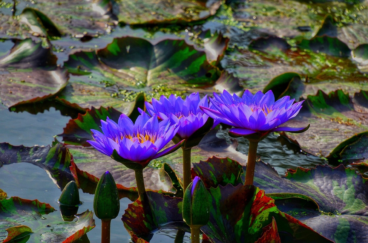 睡莲(摄于曼谷)