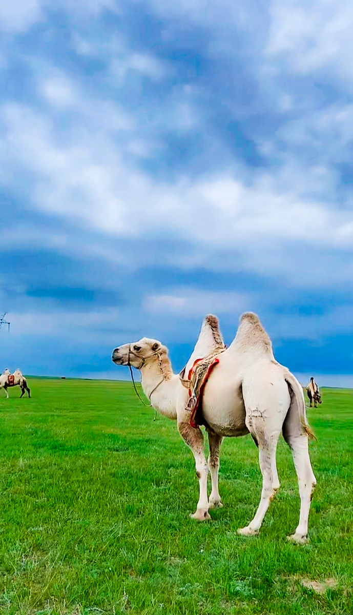 呼伦贝尔大草原美丽风景