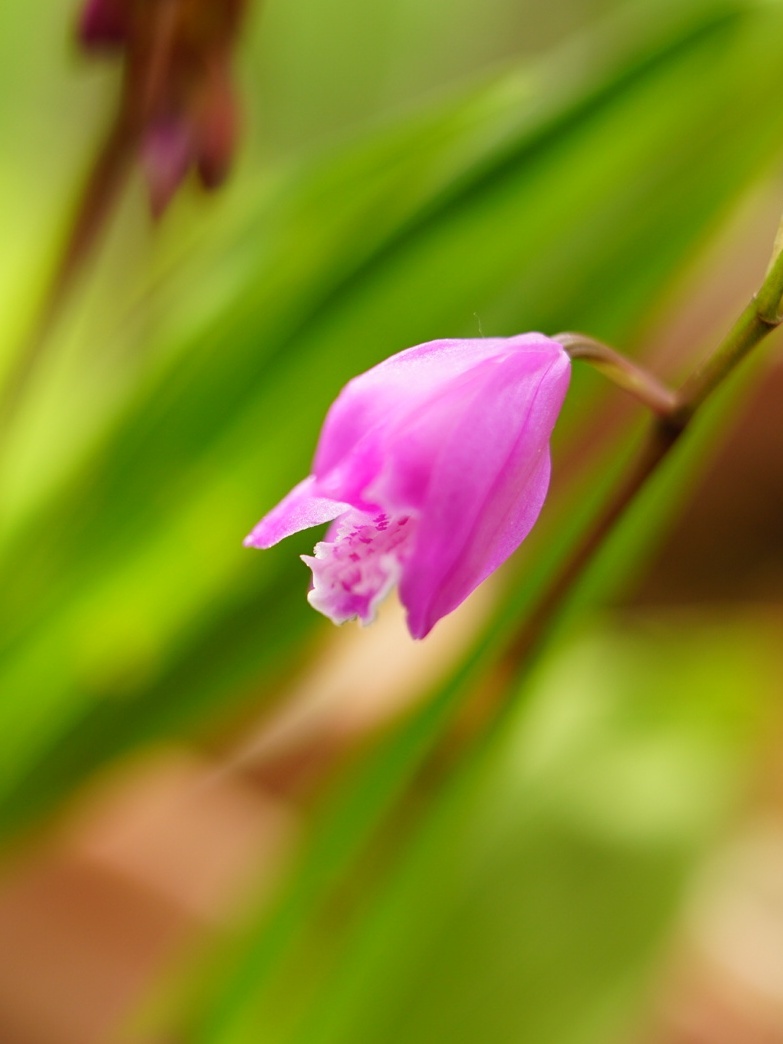 中药材白及之花也不错哦