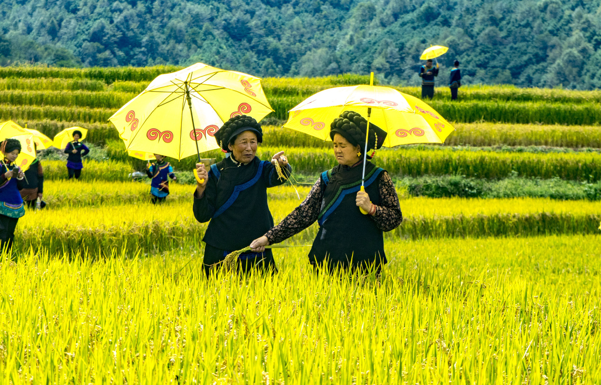 一路稻香一路歌大凉山普雄镇彝族尝新米节纪实