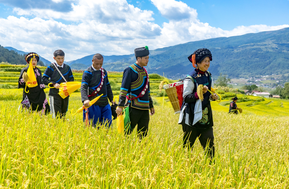 一路稻香一路歌大凉山普雄镇彝族尝新米节纪实