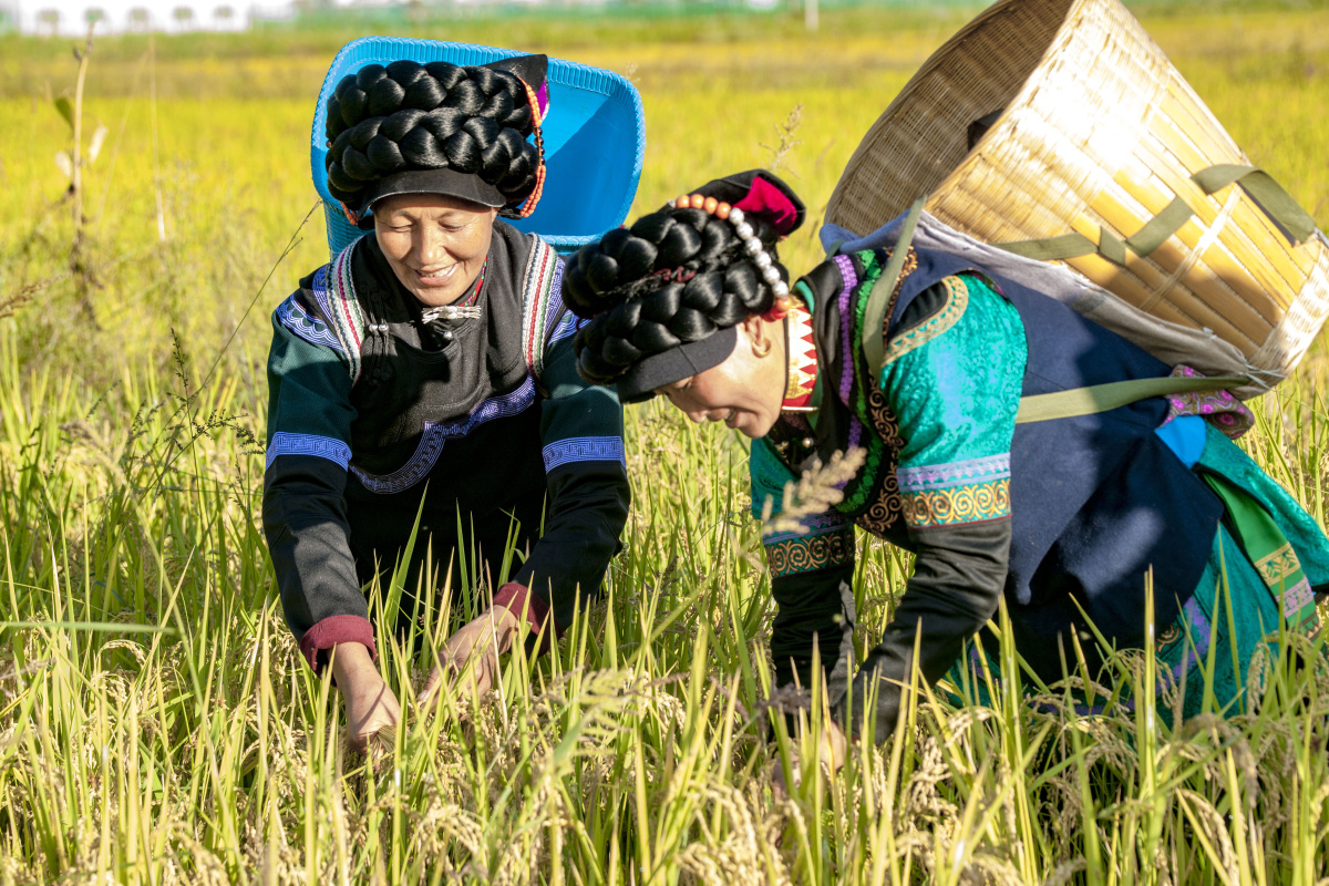 一路稻香一路歌大凉山普雄镇彝族尝新米节纪实