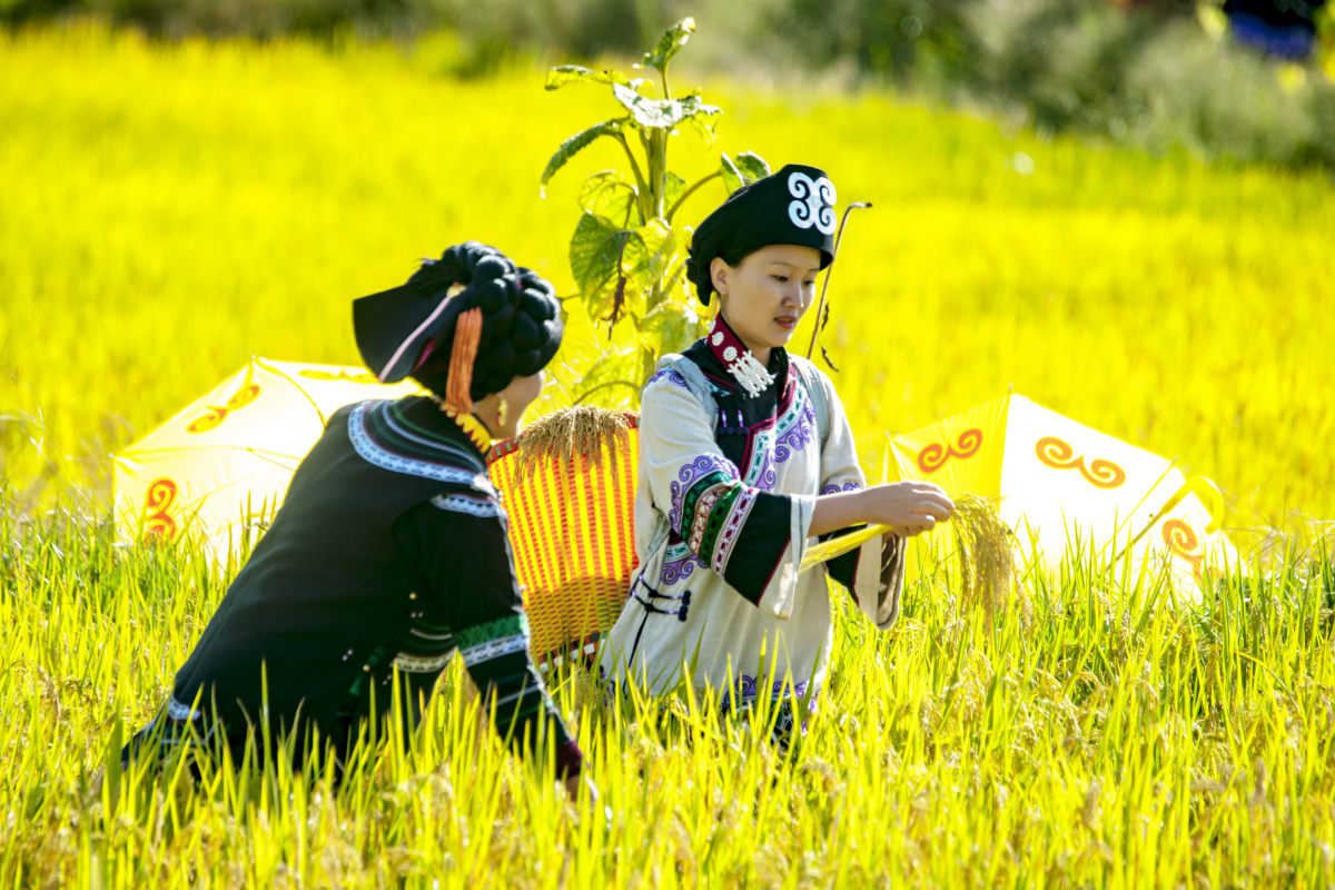 一路稻香一路歌大凉山普雄镇彝族尝新米节纪实