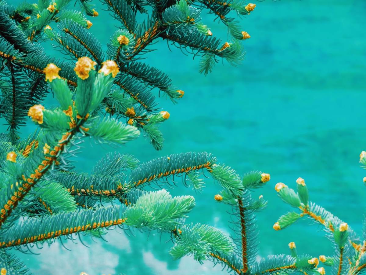 人间天堂一一九寨沟每一景都是大自然的佳作