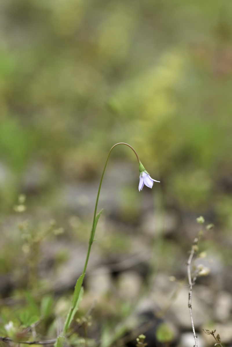 蓝花参小而精巧