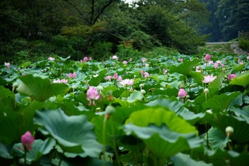 DSC00089.JPG