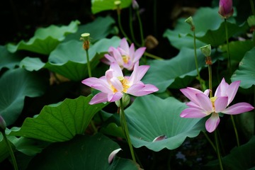 DSC00090.JPG