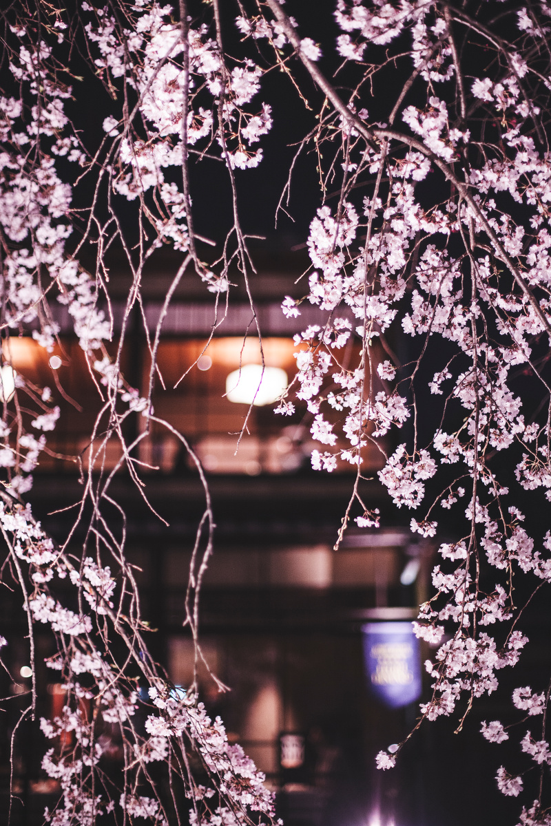 京都之夜 - 旅行, 京都, 樱花 - 韦苡珊CCPP