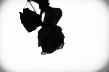 _DSF6795.jpg