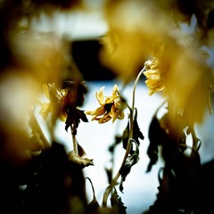 _DSF6933-4.jpg