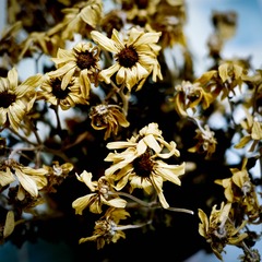 _DSF6935-2.jpg
