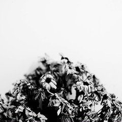 _DSF6923-2.jpg