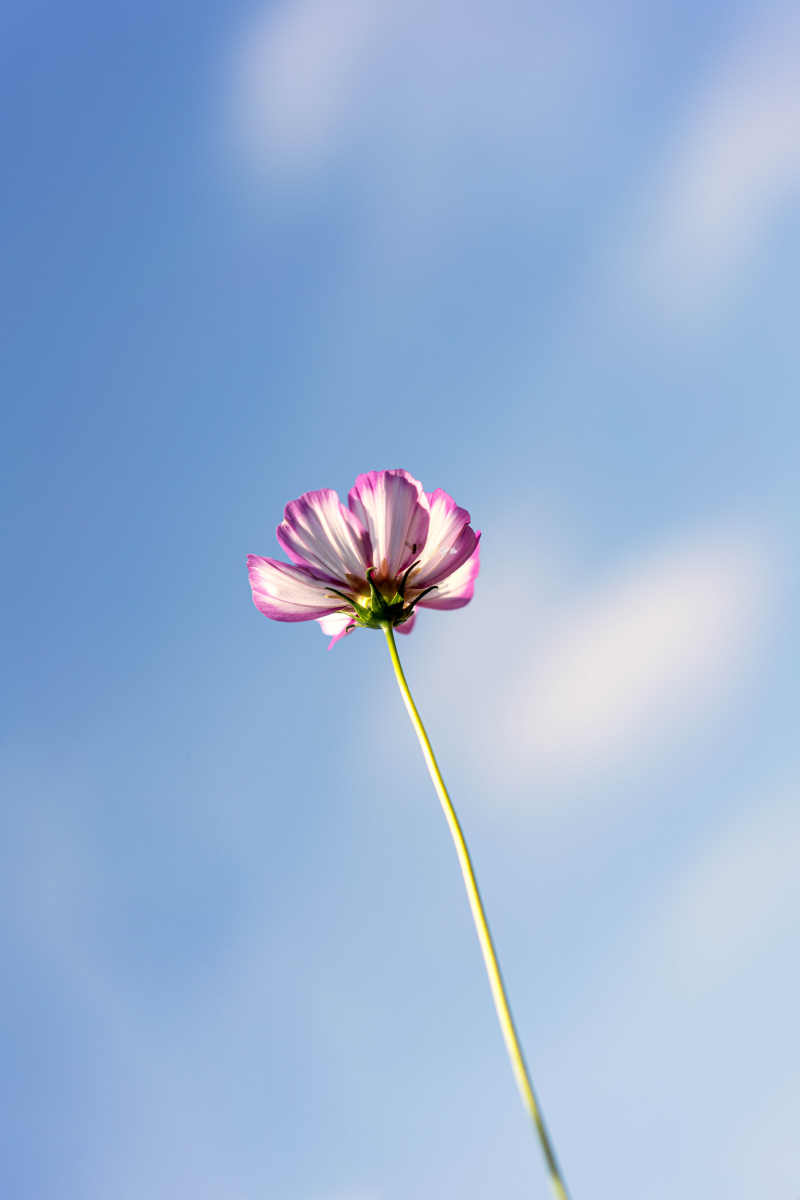 格桑花 - 残忆的天空