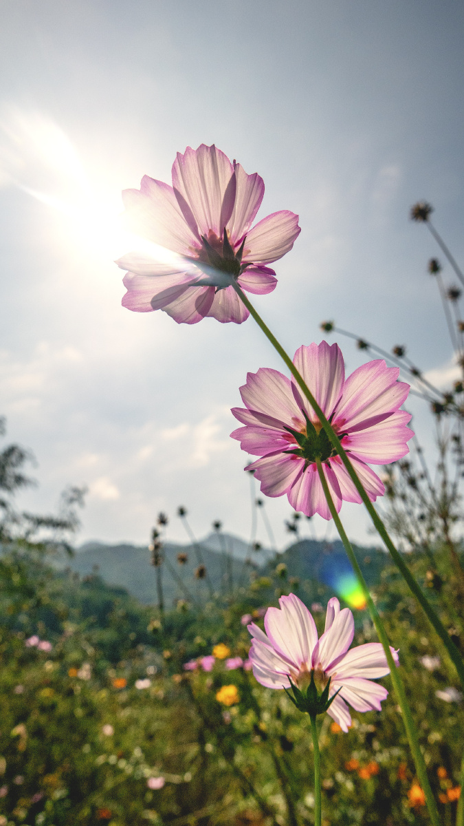 格桑花 - 残忆的天空