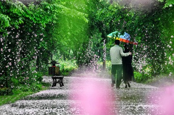 雨中 玫瑰1