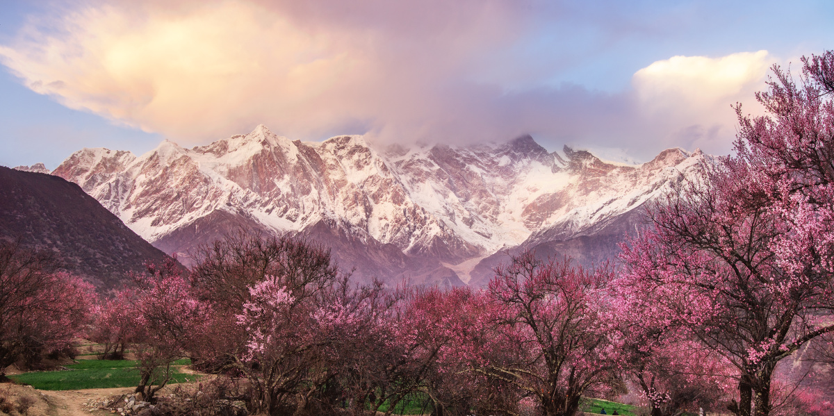 雪山桃花相映红一南迦巴瓦峰