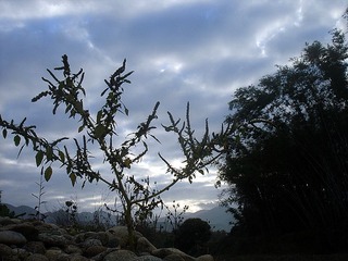 DSC08377_副本.jpg