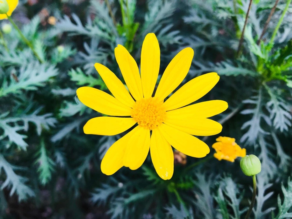 路边的小花