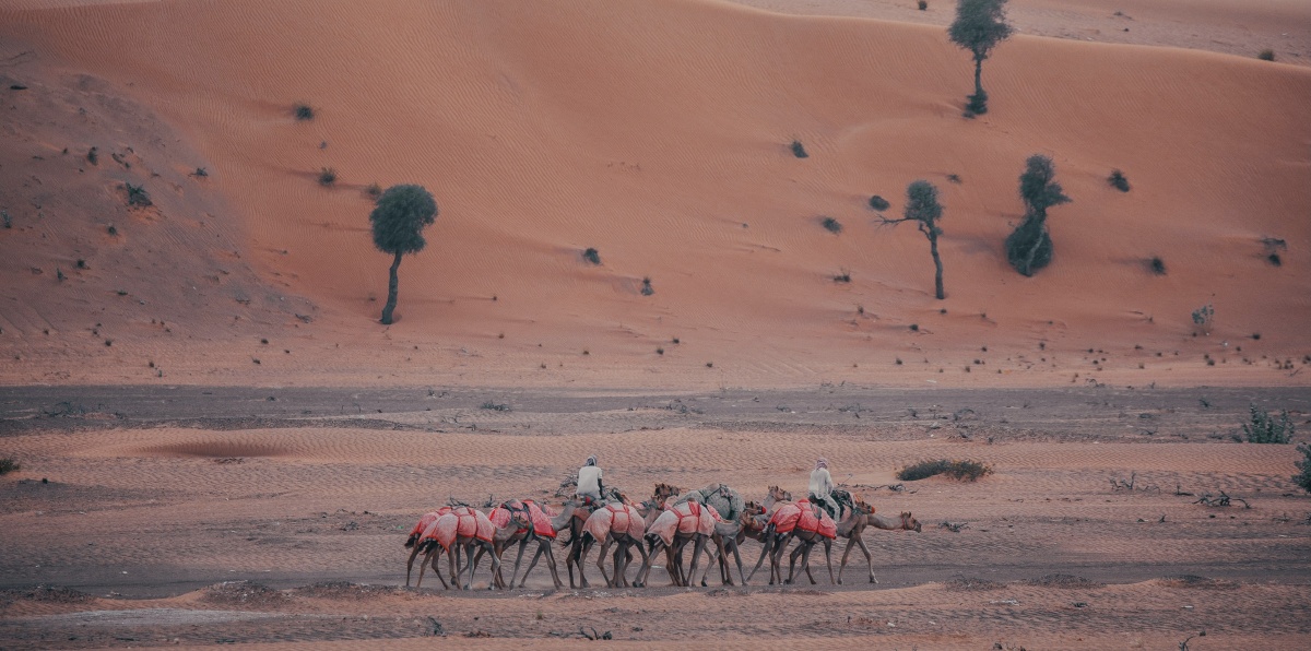 阿联酋,乌姆盖万酋长国的骆驼牧场 - 沙漠背刀客 - 图虫
