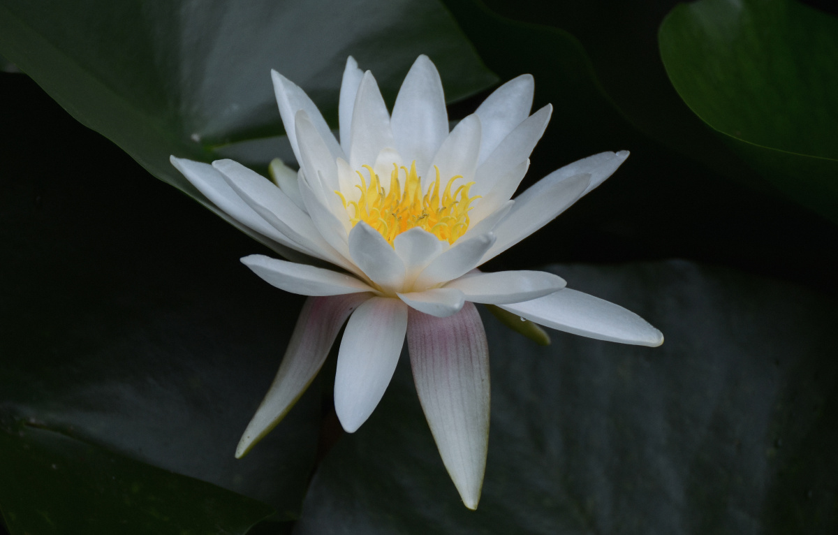 睡莲和夏天很配哦,独独一朵微型荷花静待花开.