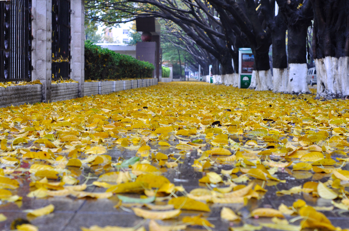 梅龙路的落叶 - 梅州 - 38-度的低调