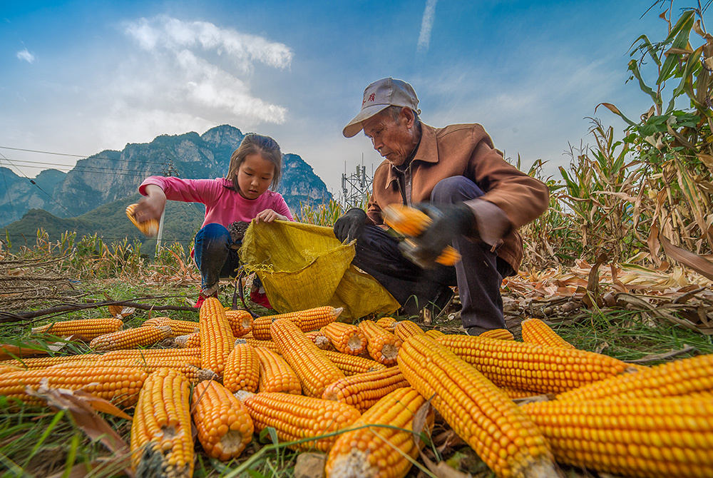 太行山里的秋天,一老一少在收获玉米.