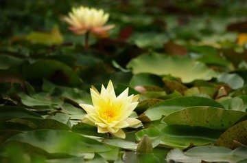 IMGP4322a