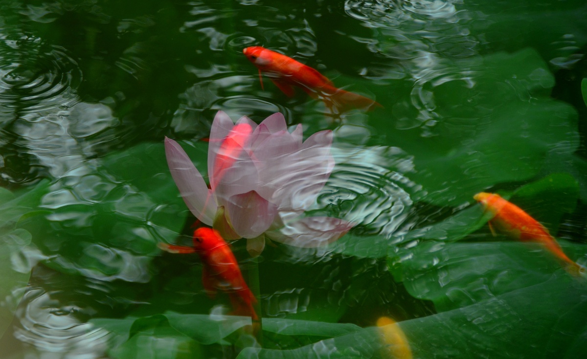 金鱼戏荷 - 乐山老知青 - 图虫