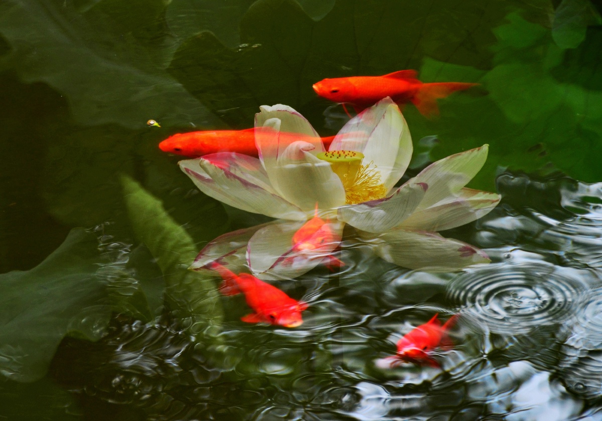 金鱼戏荷 - 乐山老知青 - 图虫