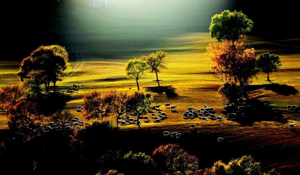 牧羊曲  张英才摄<br />
沐浴着阳光，啃食着青草，悠闲地生活，羊儿“咪咪”唱着歌儿回家了。