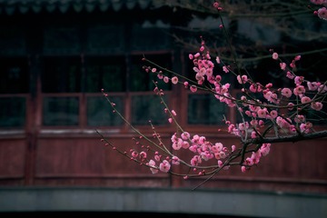 CZW00011