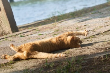 4-024-猫