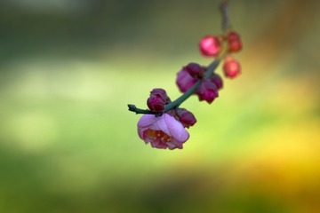 CZW00105